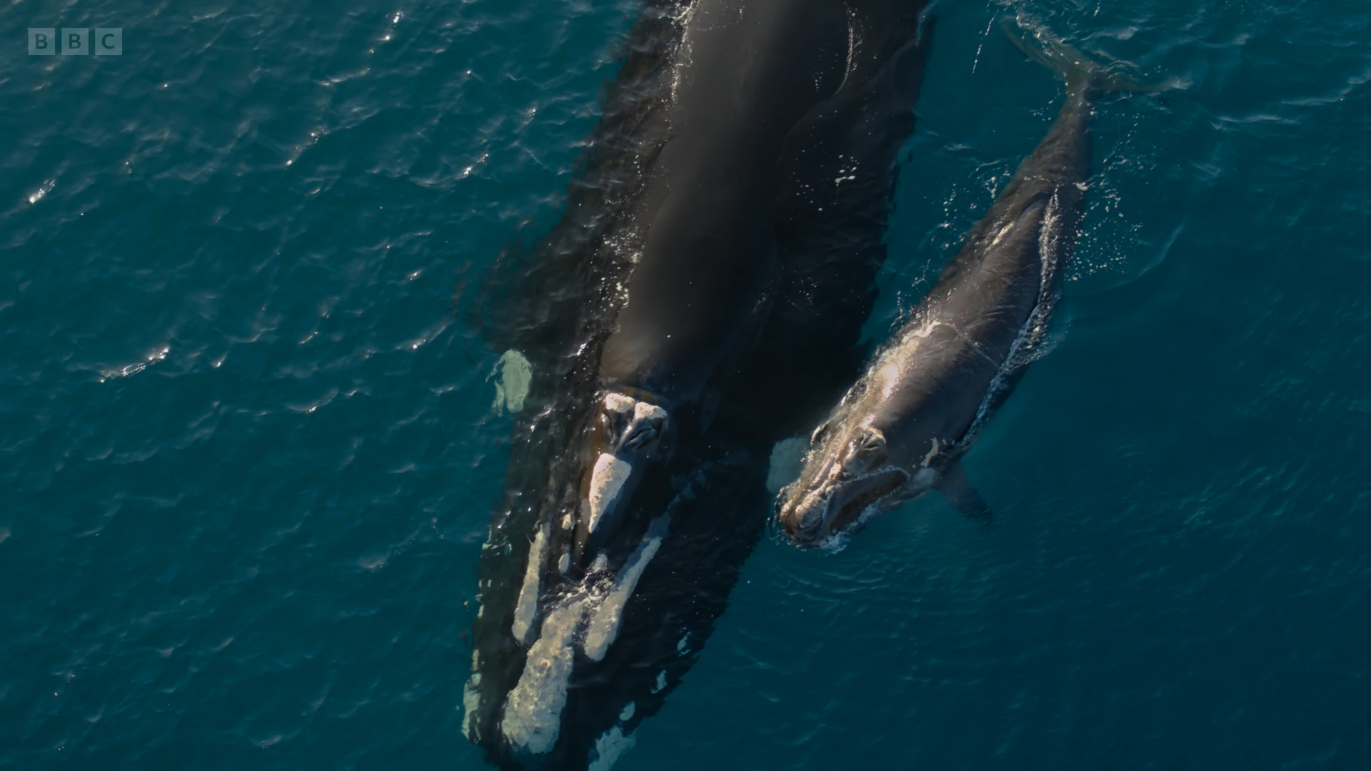 Southern right whale (Eubalaena australis) as shown in Seven Worlds, One Planet - Antarctica